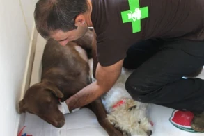 Large castration action in Volvi (GR)