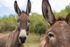 Television coverage of our Donkey Valley