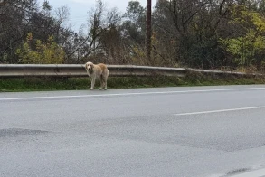 Aktive Hilfe für Tiere in Hungersnot – Tierärzte im Einsatz 