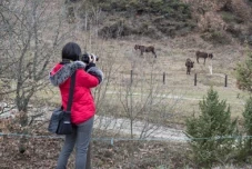 Reportage der bulgarischen Nachrichtenagentur über das Eselprojekt in Banichan, Bulgarien