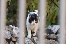 Eine Geschichte von einer Katze und einer Plastiktüte... 