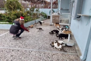 Tierärzte im Weihnachtseinsatz (Volvi, GR)