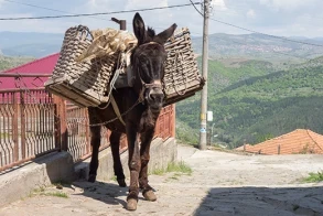 Donkey Tales in Beslen – and an Unexpected Patient!