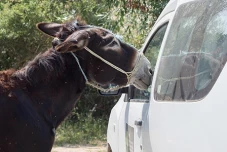 DONKEY CARE IN THE REGION SUMMER/ AUTUMN 2023