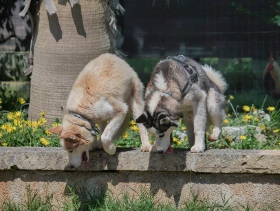 Tierschutzzentrum