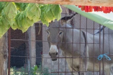 Summer Donkey Care