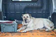 An Old Lady in Need