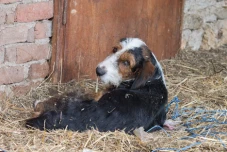 Spring Neutering Campaign in Banichan 2025