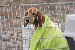 Brownie der Glückspilz