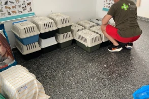 Mass castration shows effect: great success on the island of Serifos/GR