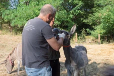 Zwei neue Esel aus dem Dorf Dolno Osenovo