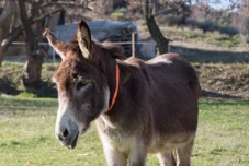 GEORGI JOINS US IN THE DONKEY VALLEY