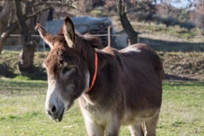 GEORGI JOINS US IN THE DONKEY VALLEY