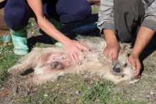 Our Neighbor, Gianni