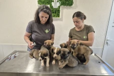 Imagefilm Tierärzte im Einsatz