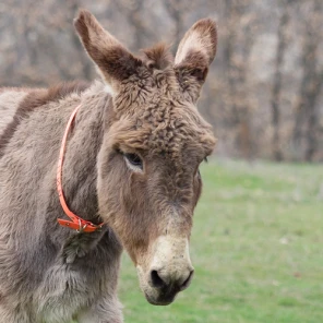 Winnetou