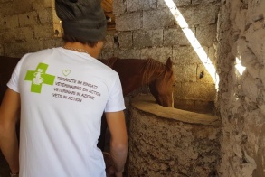 Animal rescue in Morocco