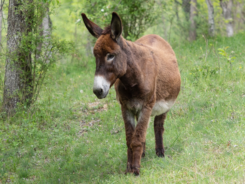 /web/files/richeditor/get-involved/support/support-a-donkey/alipi/alipi-1.jpg
